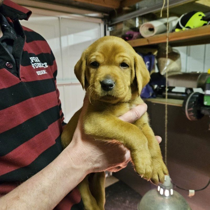 Labradorwelpen zu verkaufen