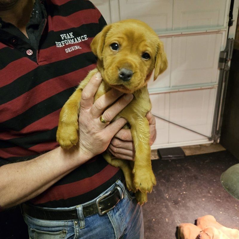 Labradorwelpen zu verkaufen