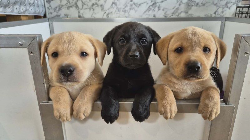 Labradorwelpen zu verkaufen