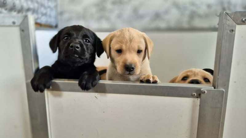 Labradorwelpen zu verkaufen