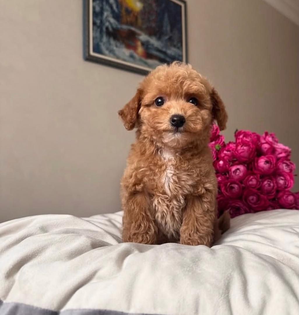 Maltipoo-Welpen abzugeben