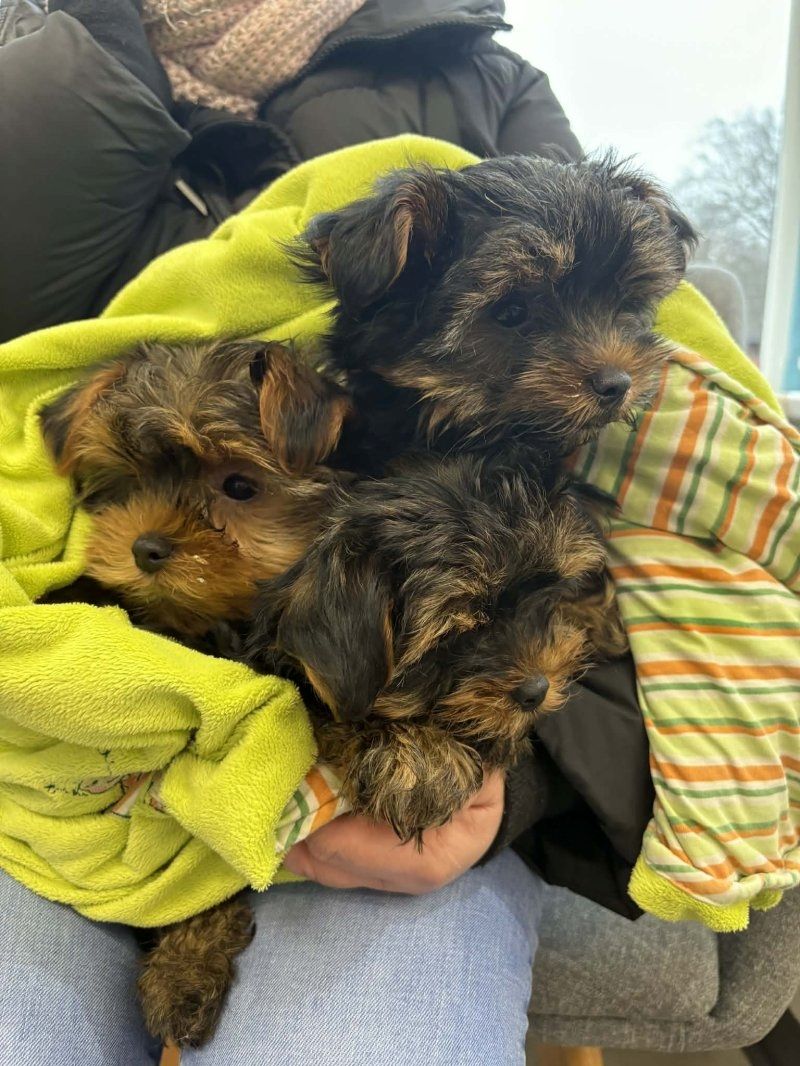 Kleine Yorkshire-Terrier-Welpen zu verkaufen