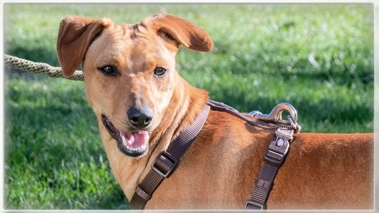 Ciana - eine sanfte Nachzüglerin