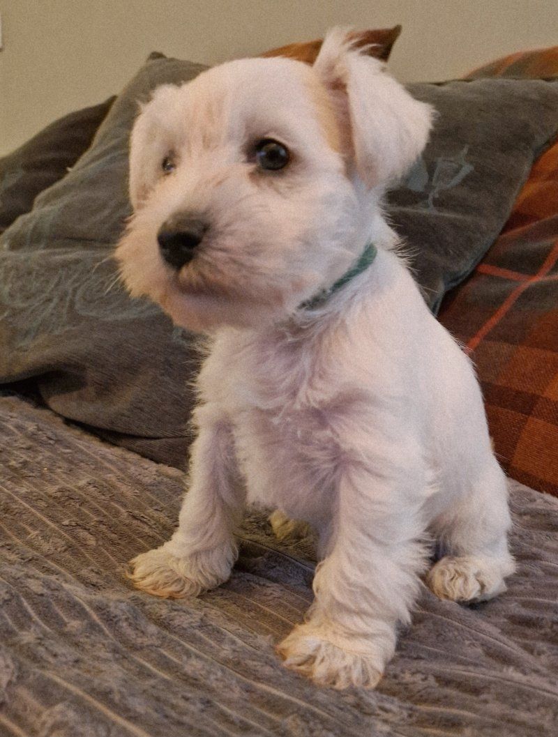 Zwergschnauzerwelpen zu verkaufen