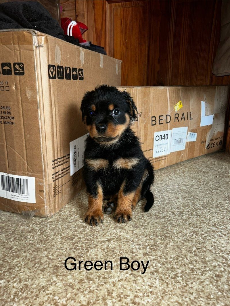 Reinrassige Rottweilerwelpen abzugeben