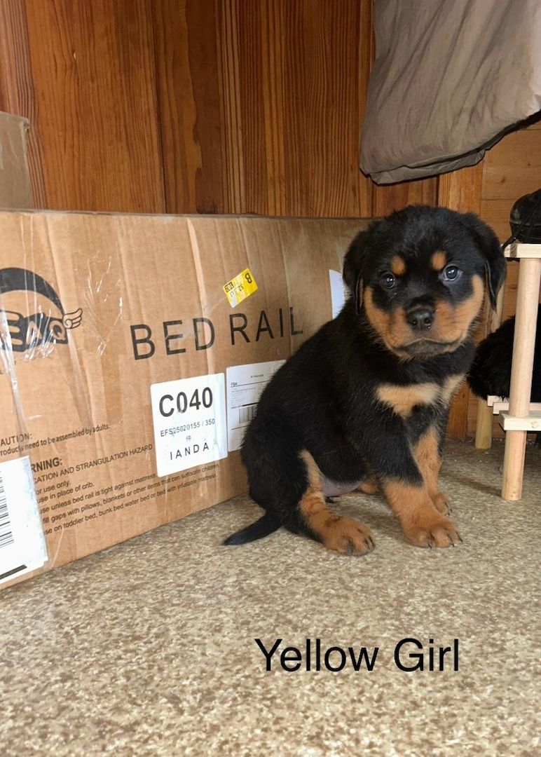 Reinrassige Rottweilerwelpen abzugeben