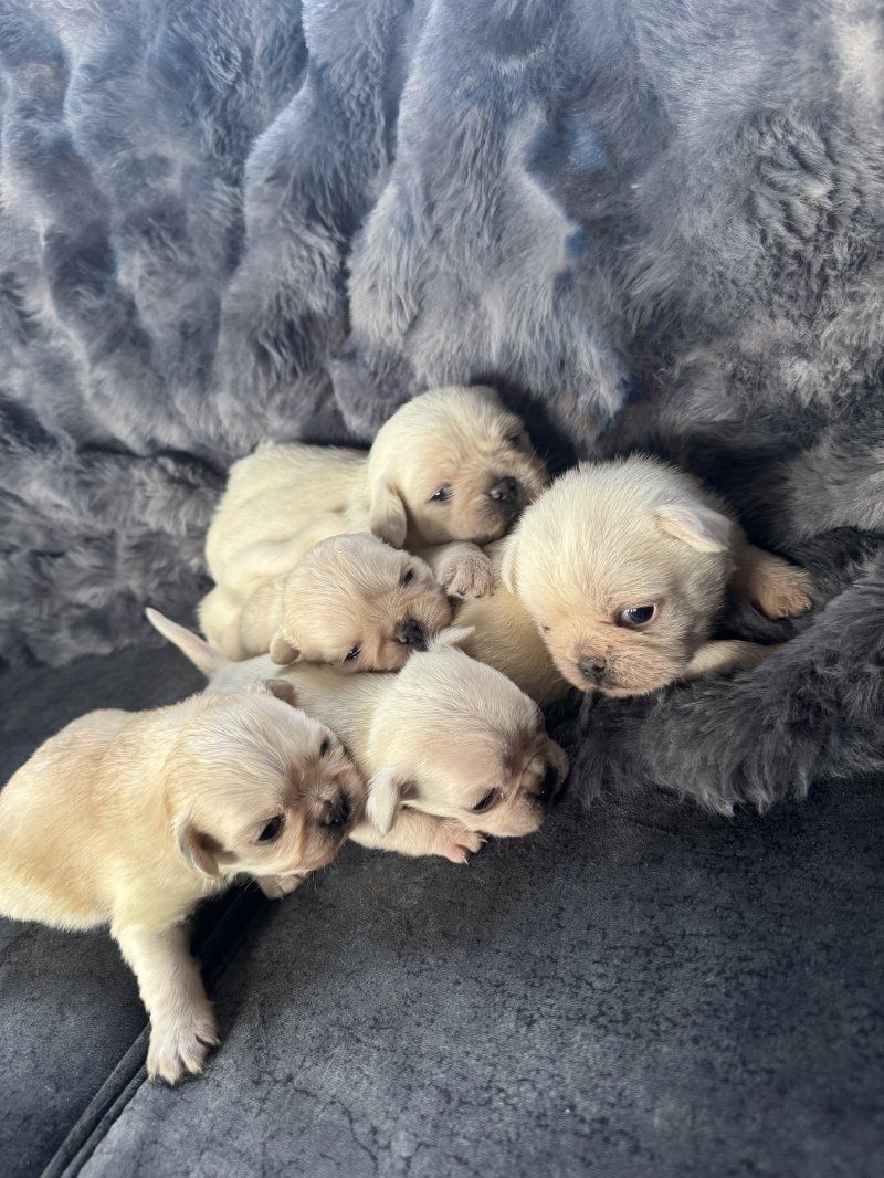 Reinrassige Mops-Welpen