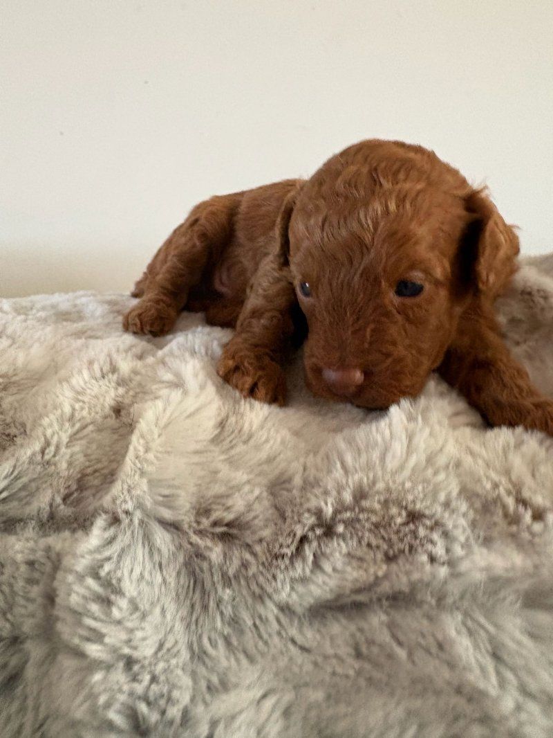 Zwergpudel zu verkaufen