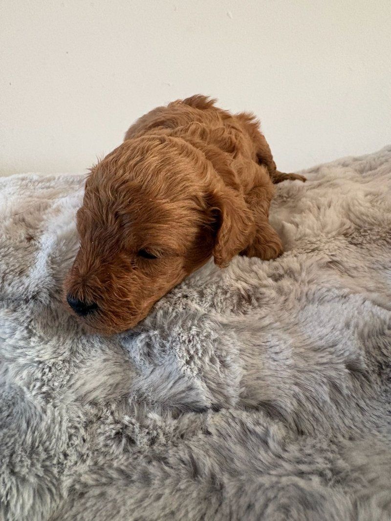 Zwergpudel zu verkaufen