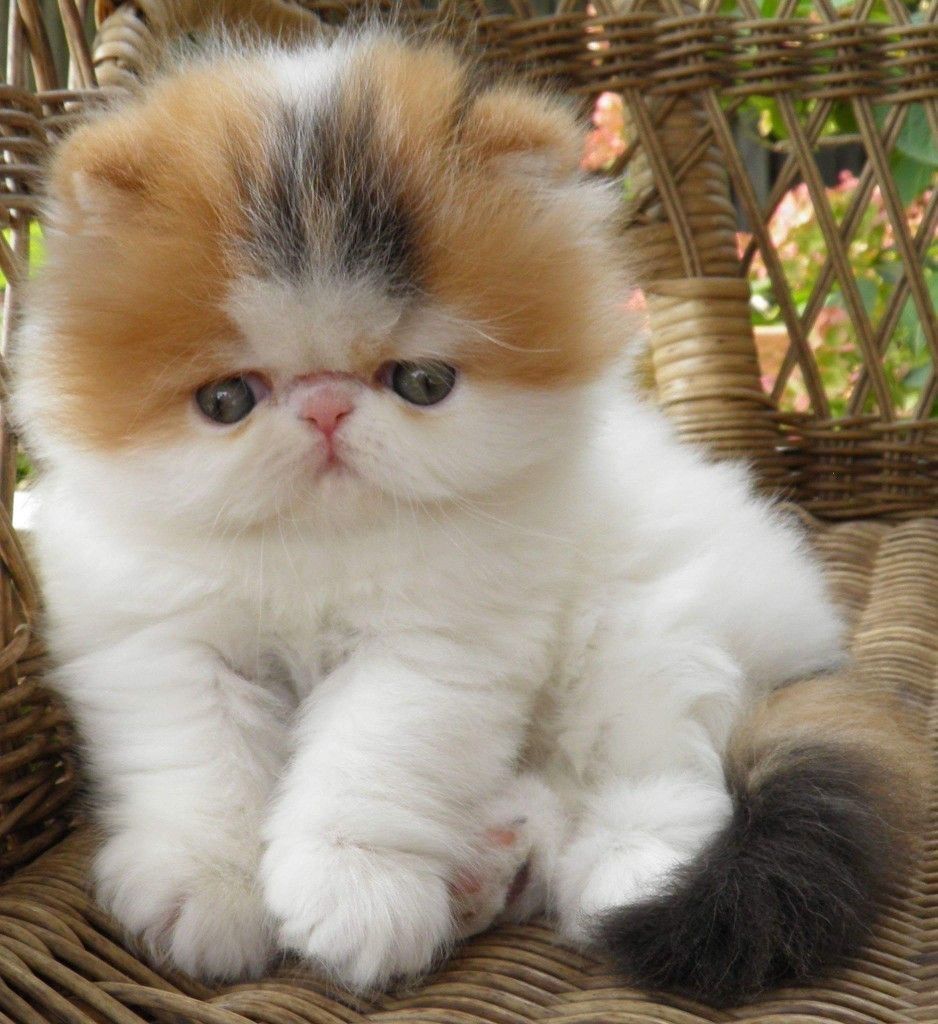 Süße Perserkätzchen suchen ein neues Zuhause