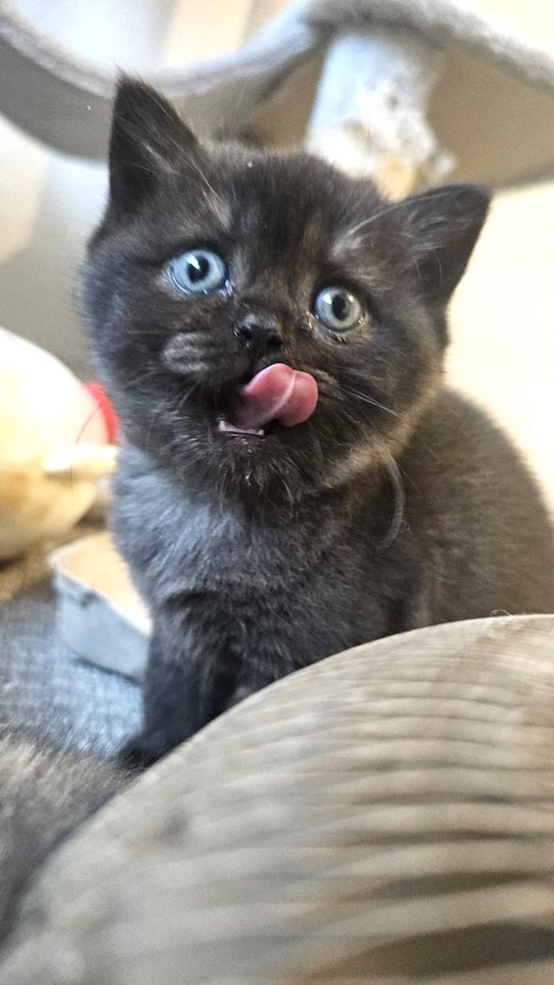 Britisch Kurzhaar Katze Kitten