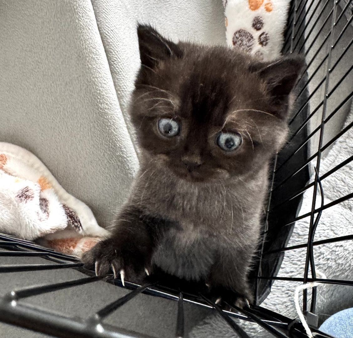 Britisch Kurzhaar Katze Kitten