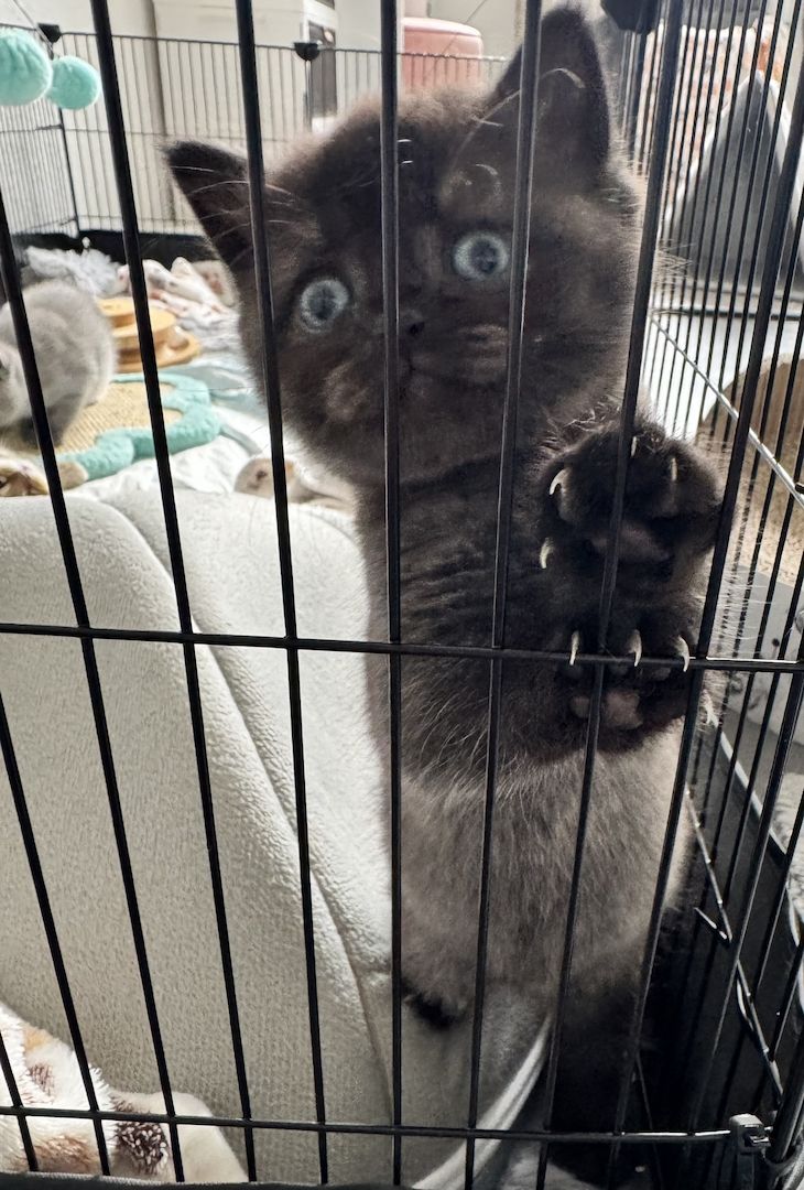 Britisch Kurzhaar Katze Kitten