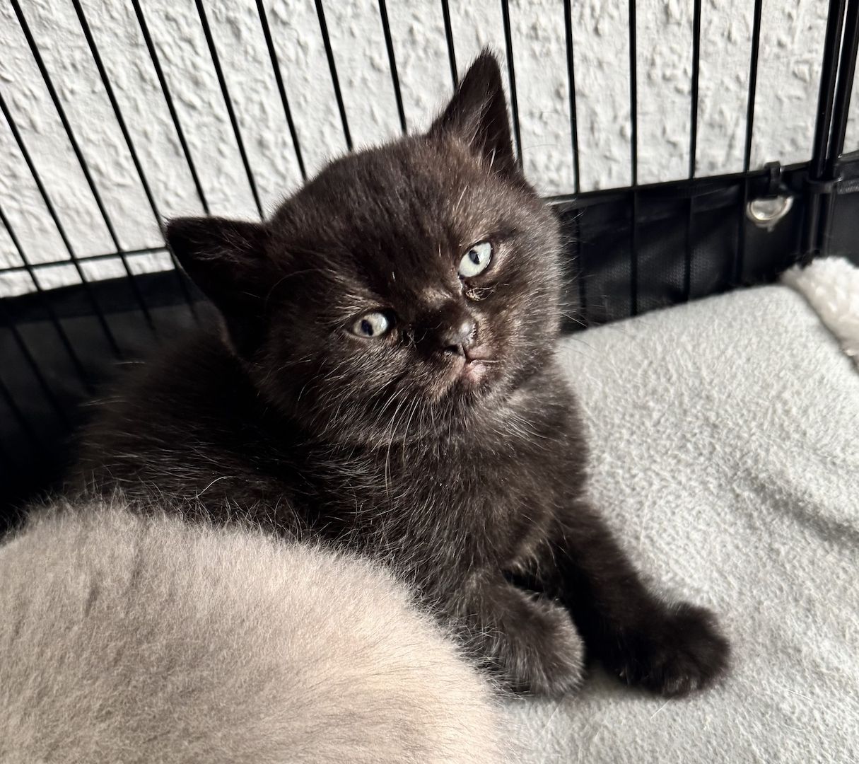 Britisch Kurzhaar Katze Kitten