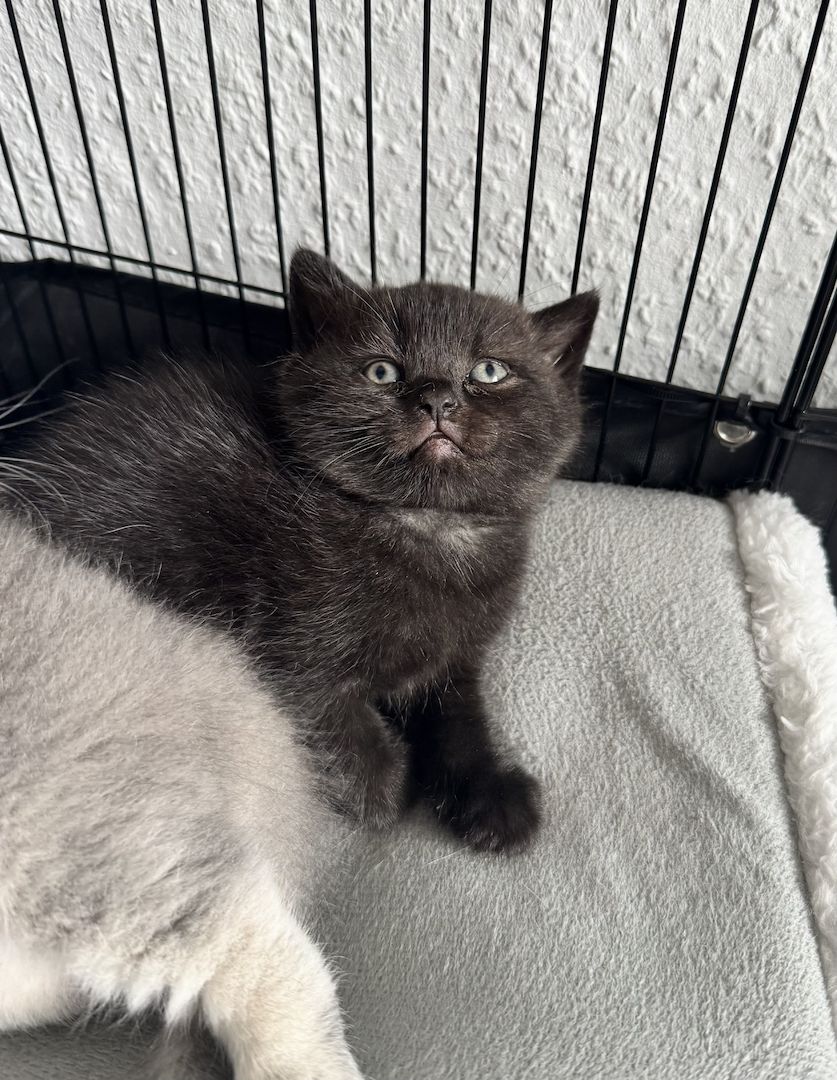 Britisch Kurzhaar Katze Kitten