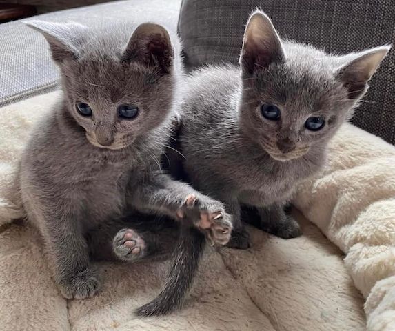 Reinrassige Russisch Blau Kätzchen zu verkaufen