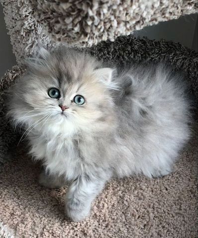 Süße Perserkätzchen suchen ein neues Zuhause