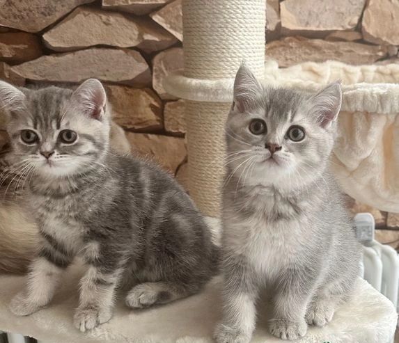 Britisch Kurzhaar – die perfekte Ergänzung für jede Familie