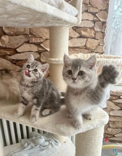 Britisch Kurzhaar-Kätzchen suchen ein liebevolles Zuhause