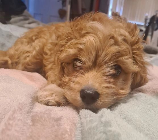 Cavapoo-Mädchen sucht ein liebevolles Zuhause