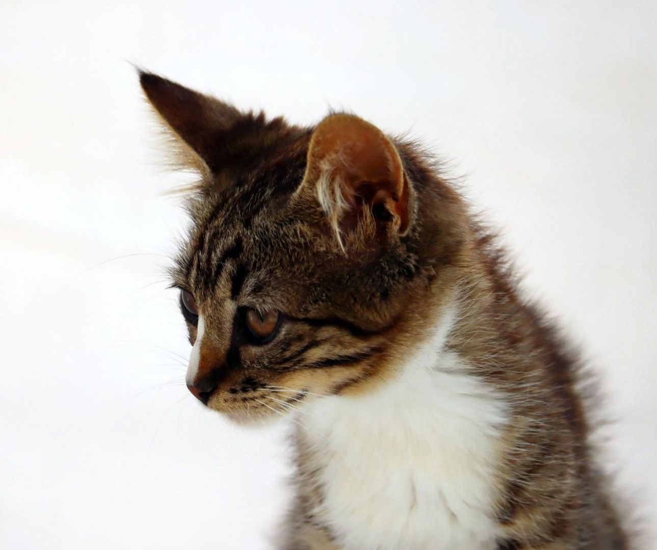 Kim - ein kleines Glückskind