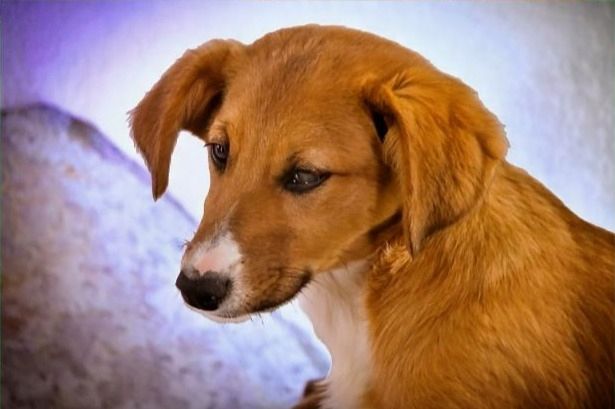 Max - fröhlich und verspielt