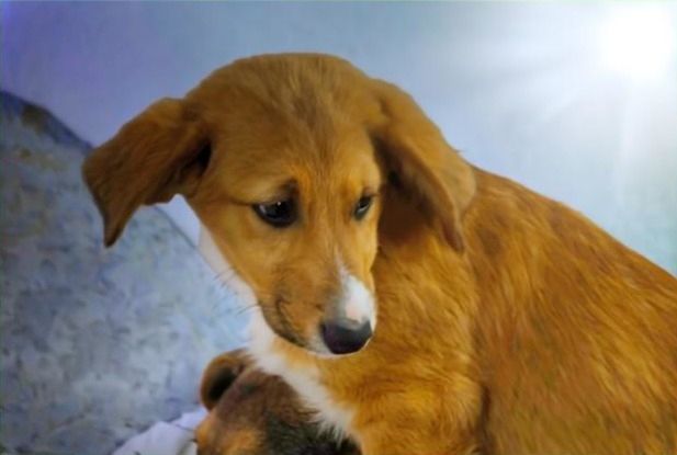 Max - fröhlich und verspielt