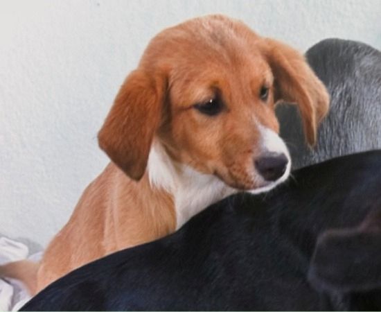 Max - fröhlich und verspielt