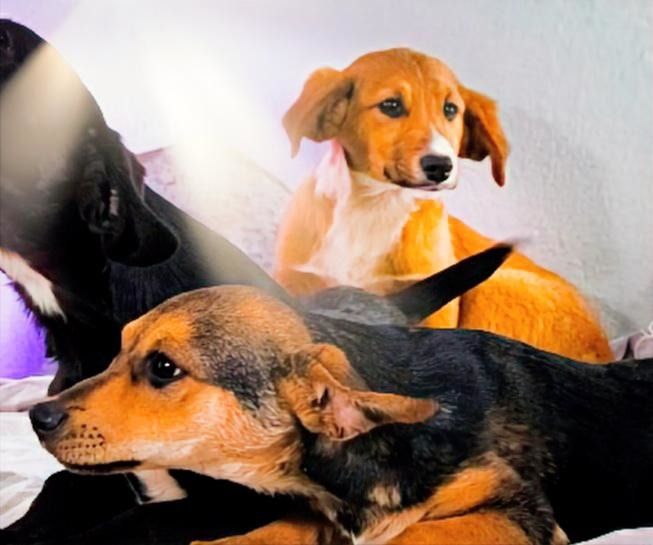 Max - fröhlich und verspielt