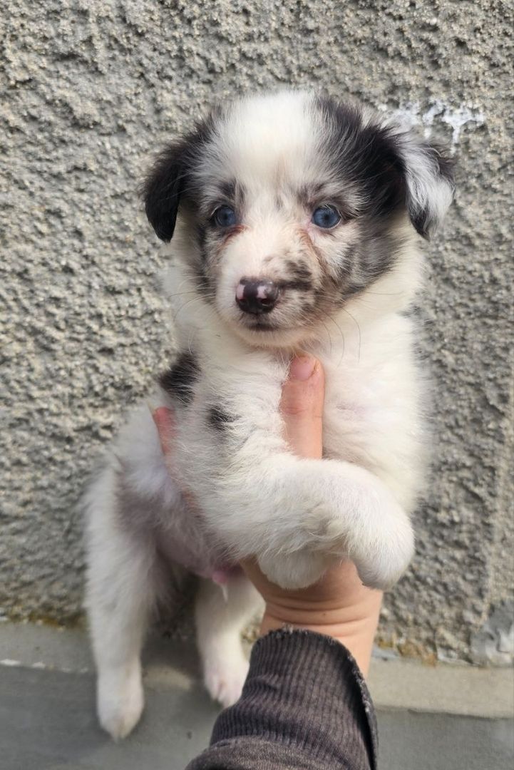 Sheltie Merle Jungen FCI