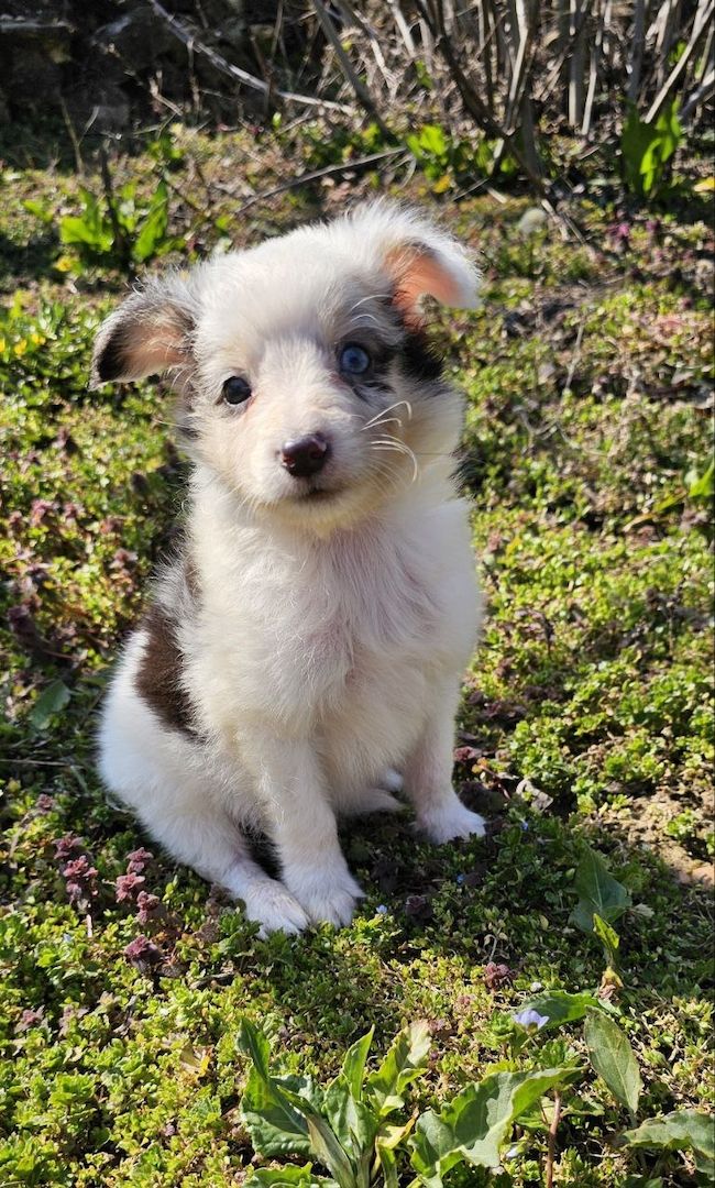 Sheltie Merle Jungen FCI