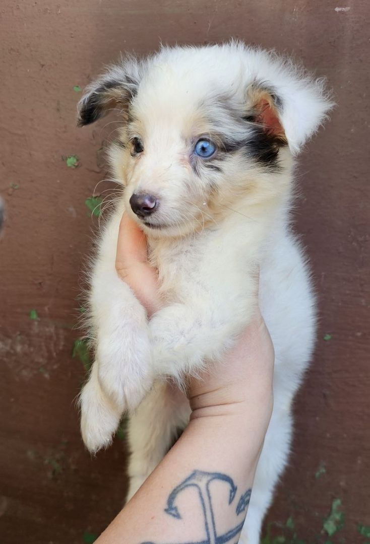 Sheltie Merle Jungen FCI