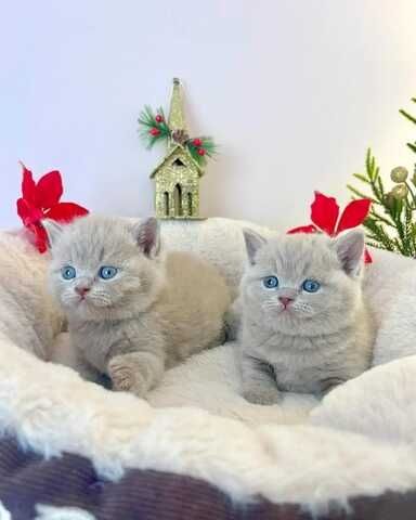 Britisch Kurzhaar Katze Kitten