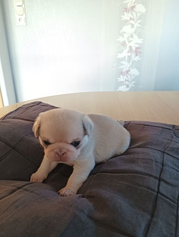 Altdeutsche Mopswelpen, frei atmend, mit Stammbaum