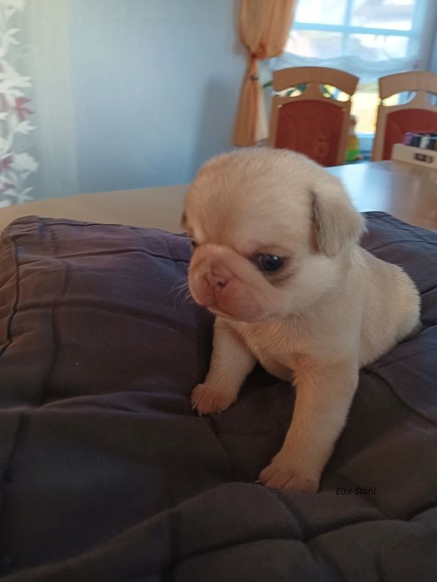 Altdeutsche Mopswelpen, frei atmend, mit Stammbaum