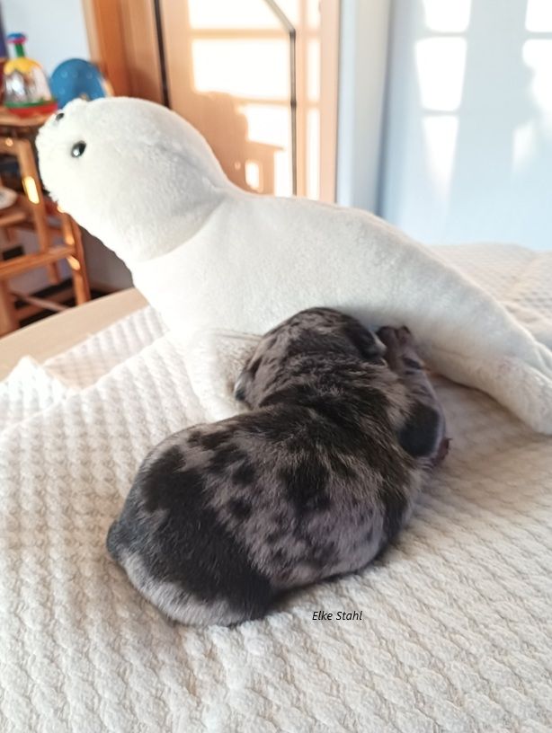 Altdeutsche Mopswelpen, frei atmend, mit Stammbaum