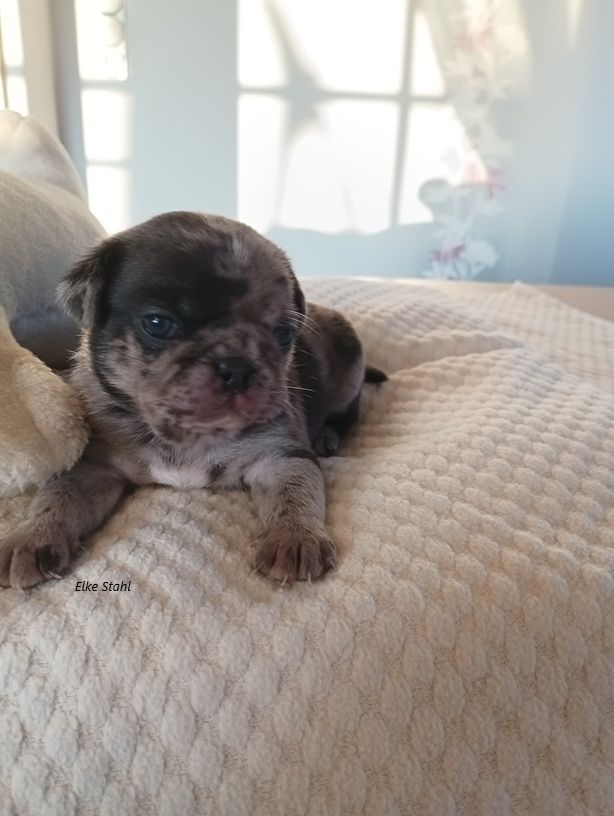 Altdeutsche Mopswelpen, frei atmend, mit Stammbaum