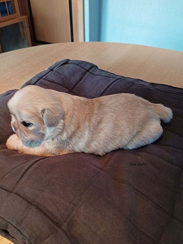 Altdeutsche Mopswelpen, frei atmend, mit Stammbaum