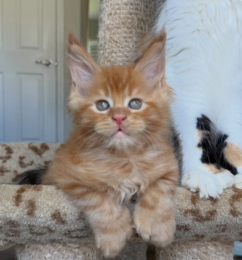 reinrassige maine coon kitten