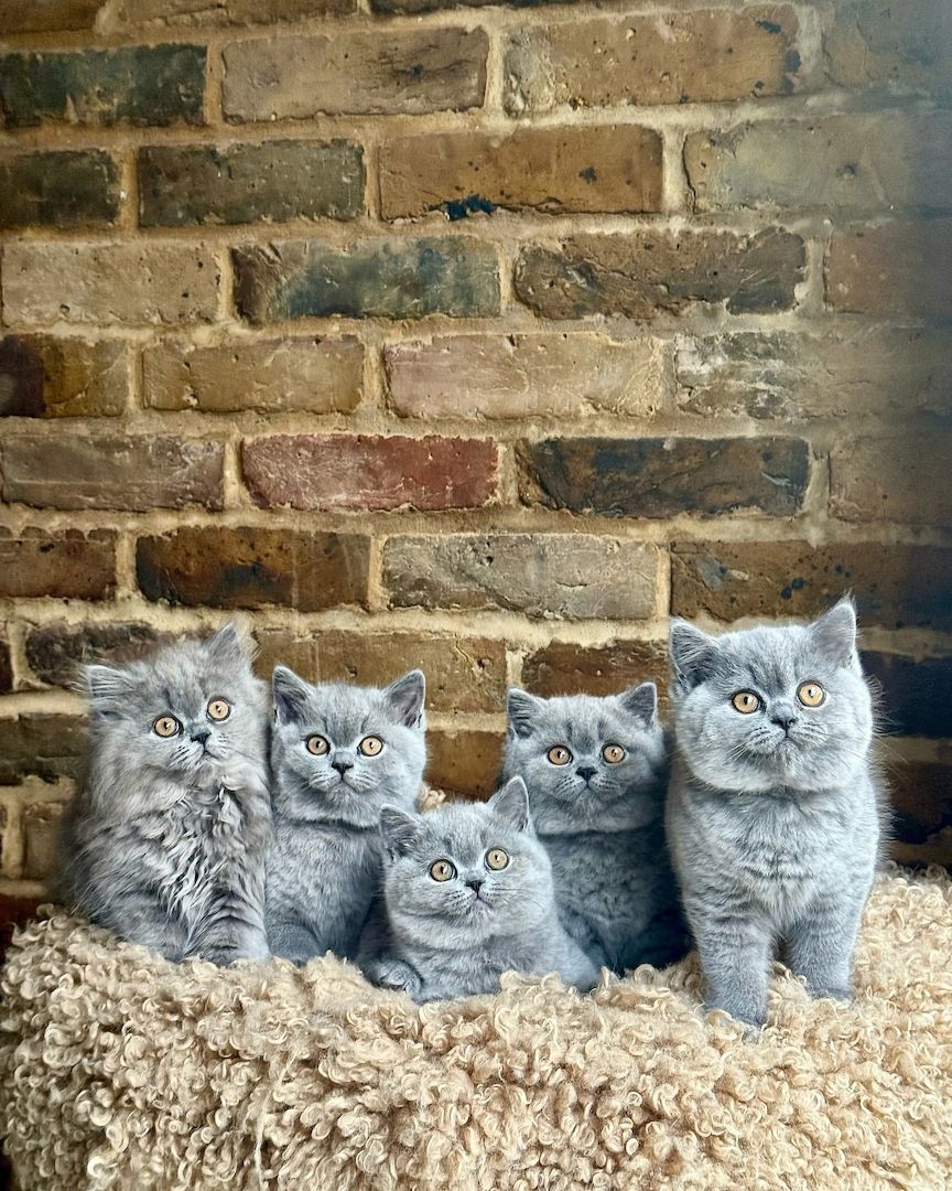 Wunderschönes Britisch Kurzhaar-Kätzchen