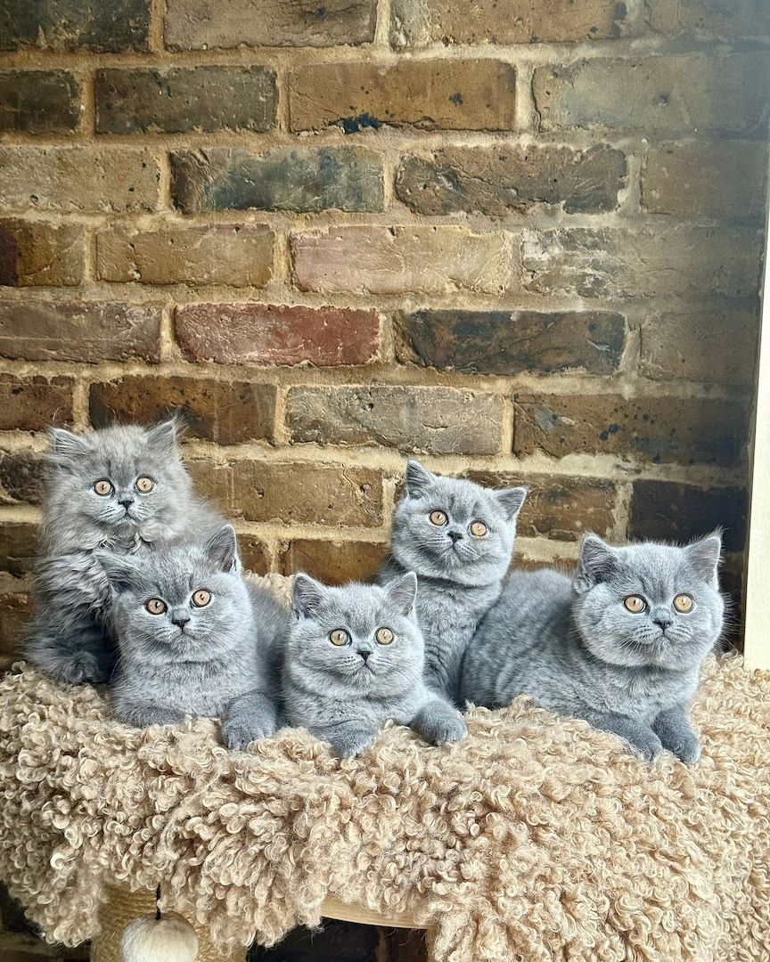 Wunderschönes Britisch Kurzhaar-Kätzchen