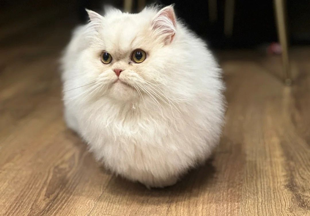 Unsere Munchkin-Kätzchen sind gut erzogen und bestens sozialisiert