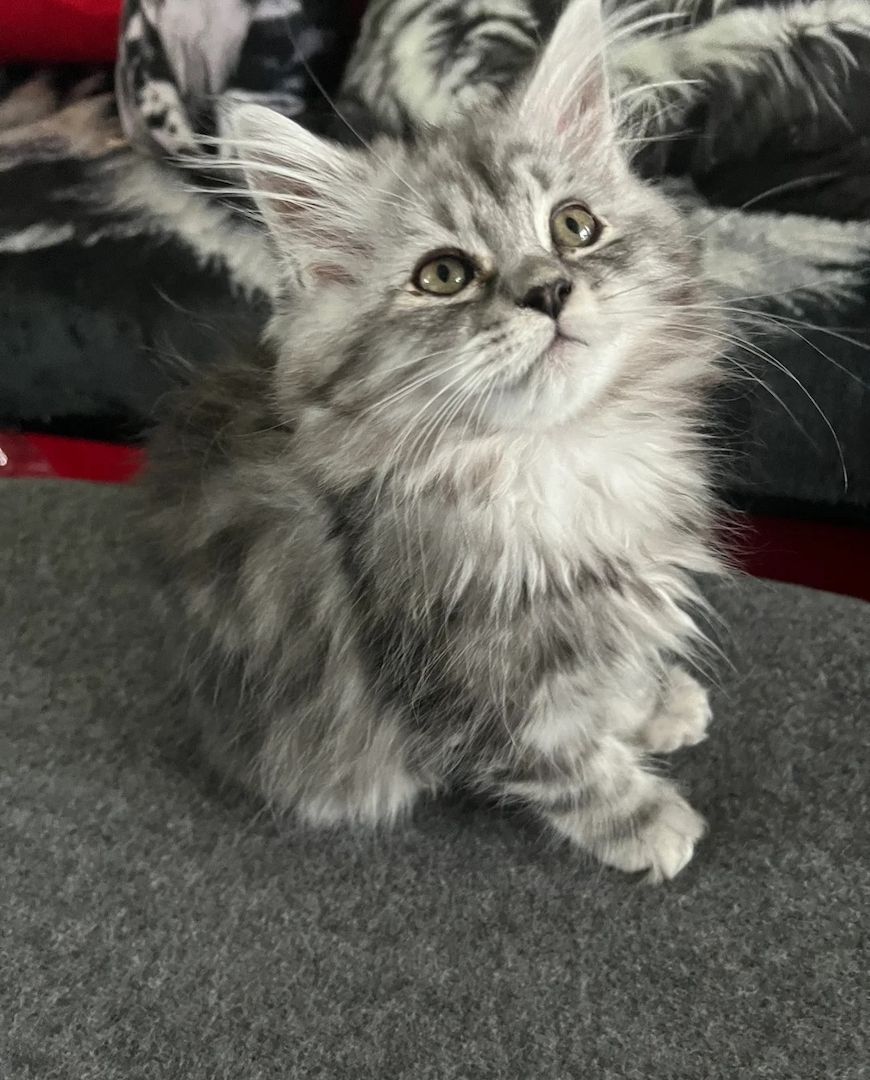 Unsere Perserkätzchen sind gut erzogen und bestens sozialisiert