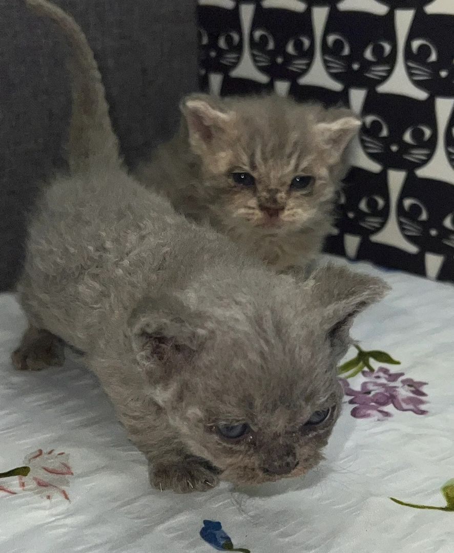 Unsere Selkirk-Rex-Kätzchen sind gut erzogen und bestens sozialisiert