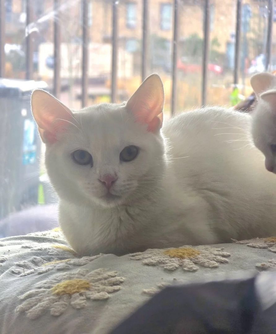 Unsere Türkisch Angora-Kätzchen sind gut erzogen und bestens sozialisiert