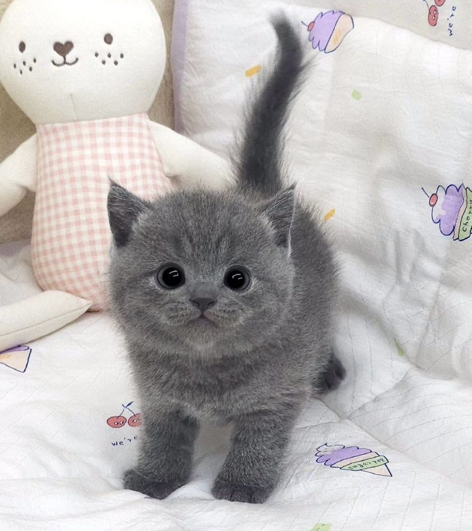 Reinrassige Britisch Kurzhaar-Katzen