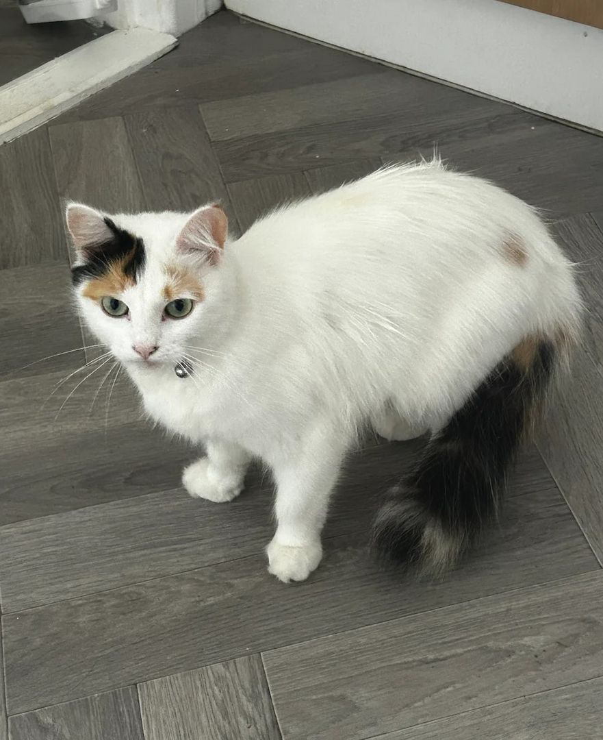 Unsere Türkisch Van-Kätzchen sind gut erzogen und bestens sozialisiert.