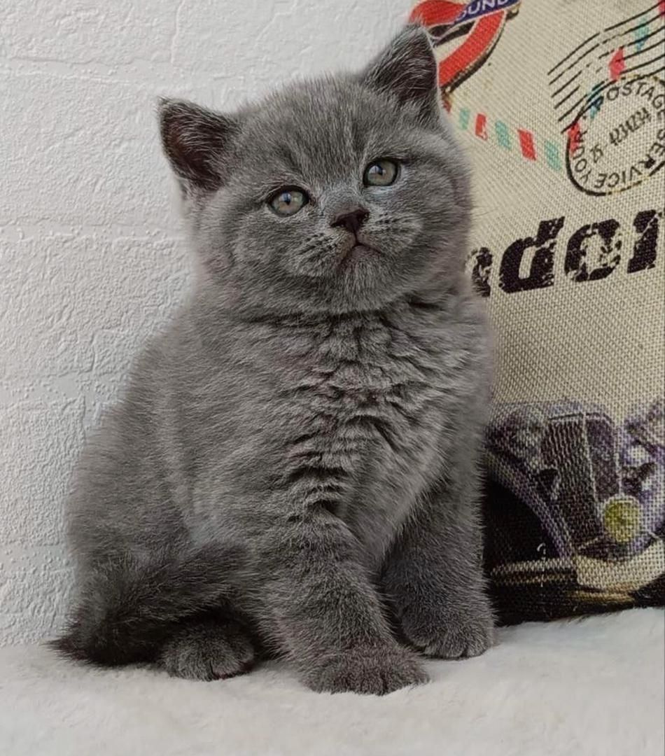 Reinrassige Britisch Kurzhaar-Katzen