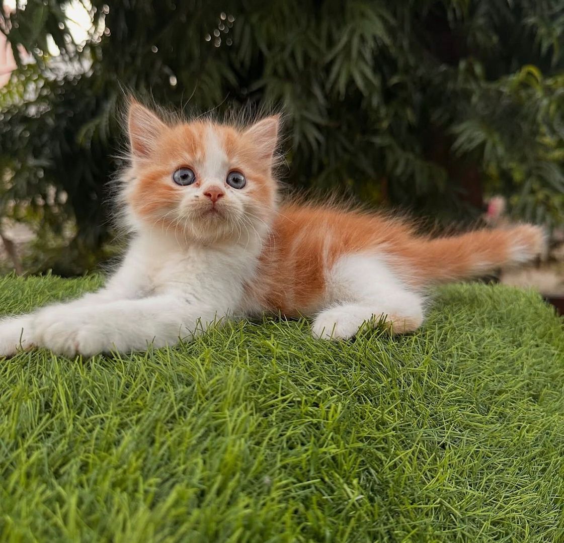 Norwegische Waldkatze (weiblich) abzugeben