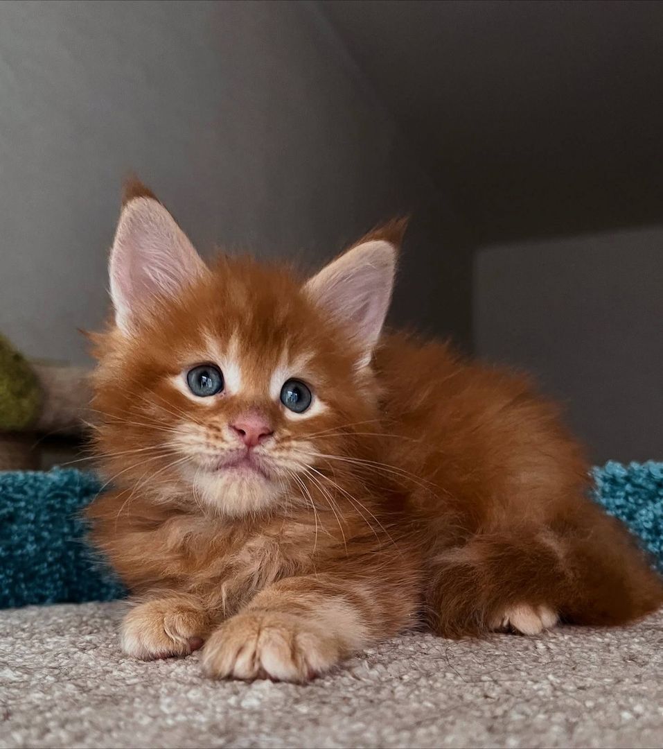 Maine Coon Kätzchen zu verkaufen